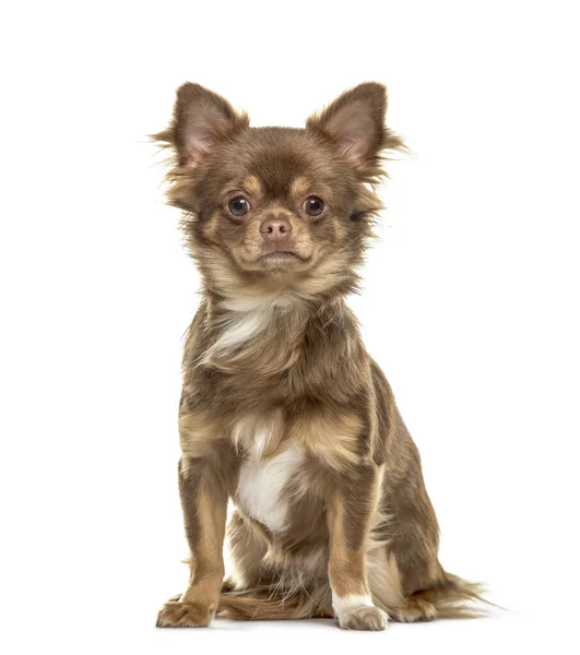 Otururken Chihuahua Üzerinde Beyaz Izole — Stok fotoğraf