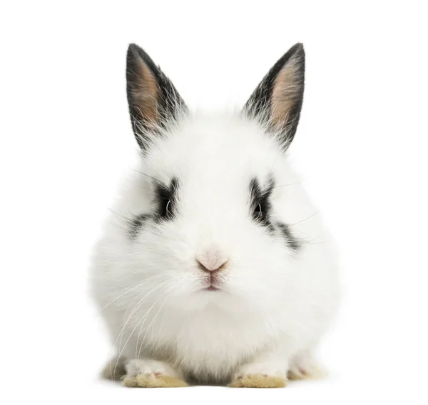 Weißes Kaninchen Sitzend Isoliert Auf Weißem Grund — Stockfoto