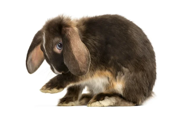 Mini Lop Rabbit Washes Isolated White — Stock Photo, Image