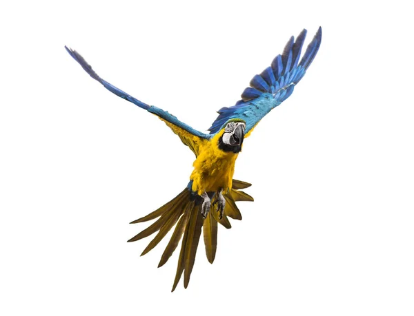 Vorderansicht Eines Blau Gelben Aras Ara Ararauna Fliegend Isoliert — Stockfoto