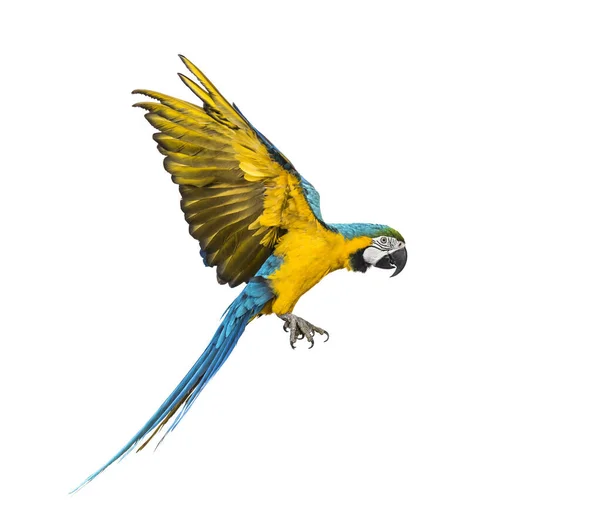 Vista Lateral Guacamayo Azul Amarillo Ara Ararauna Volando Aislado — Foto de Stock