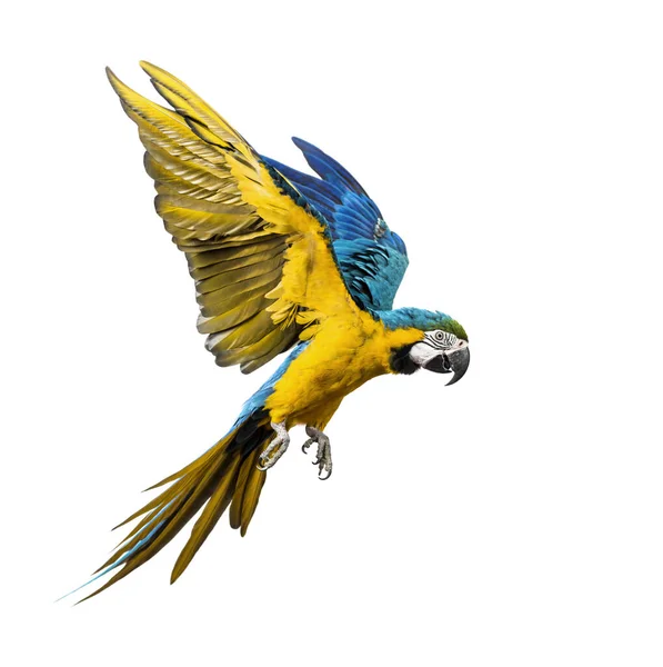 Πλευρική Άποψη Ενός Μπλε Και Κίτρινου Μακάο Ara Arauna Που — Φωτογραφία Αρχείου