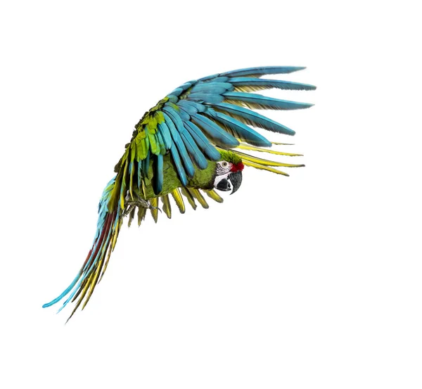 Military Macaw Ara Militaris Flying Isolated White — Stock Photo, Image