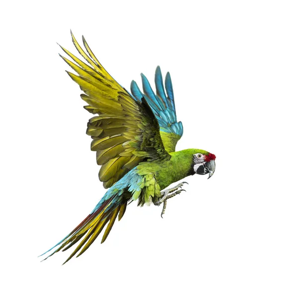 Wojskowa Macaw Ara Militaris Latające Odizolowane Białym — Zdjęcie stockowe