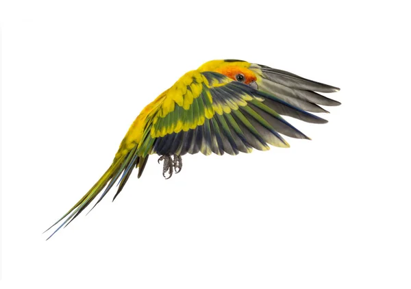 Parakit Fågel Aratinga Solstitialis Flygande Isolerad — Stockfoto