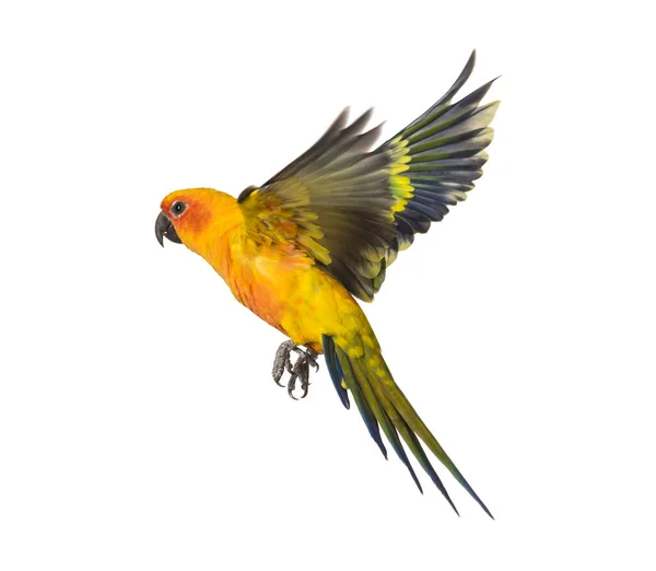 Sun Parakeet Bird Aratinga Solstitialis Flying Isolated — Stock Photo, Image