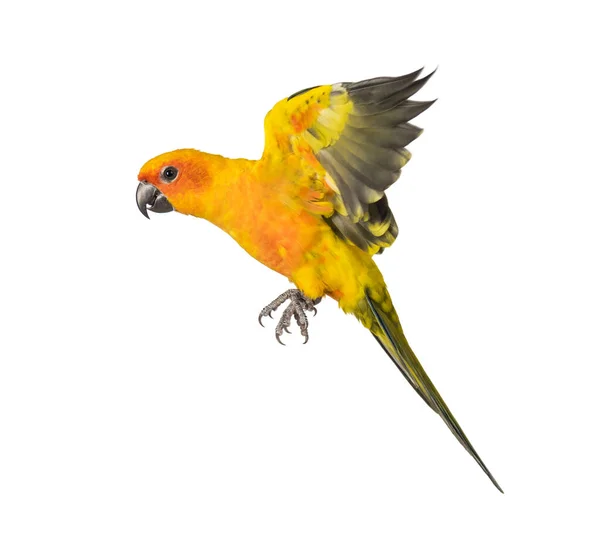 Papuga Słoneczna Ptak Aratinga Solstitialis Latanie Izolacja — Zdjęcie stockowe