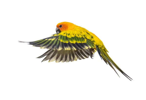 Parakit Fågel Aratinga Solstitialis Flygande Isolerad — Stockfoto