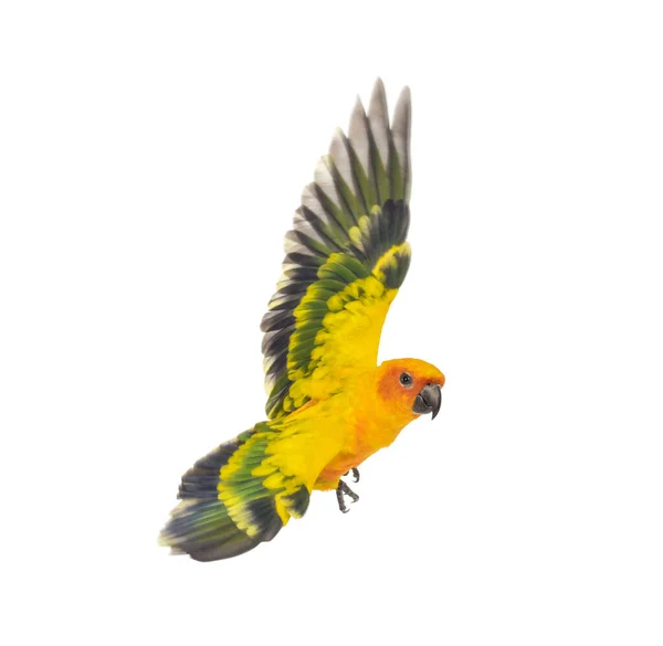 Sun Parakeet Bird Aratinga Solstitialis — 스톡 사진