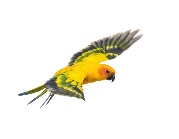 Perico Sol Pájaro Aratinga Solstitialis Volando Aislado — Foto de Stock