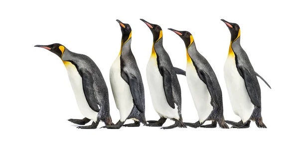 Grupo Pinguins Rei Andando Uma Fileira Isolado — Fotografia de Stock