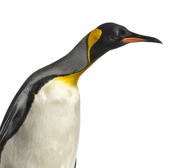 Gros Plan Une Tête Pingouin Royal Isolée Sur Fond Blanc — Photo