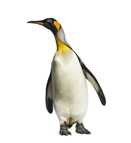 King Penguin Standing Front White Background — Stock Photo, Image