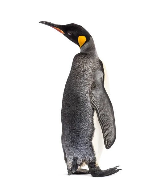 Вид Ззаду Короля Пінгвіна Ізольовано Білому — стокове фото