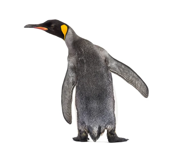 Вид Ззаду Короля Пінгвіна Ізольовано Білому — стокове фото