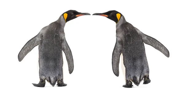 Hátsó Nézet Két Király Pingvin Elszigetelt Fehér — Stock Fotó