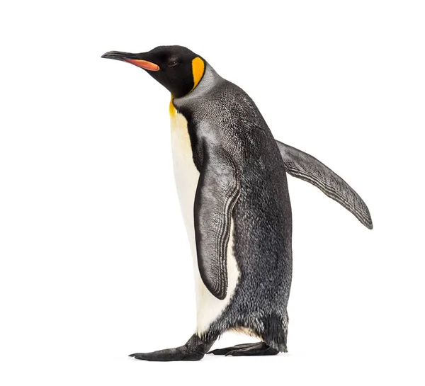 Vista Lateral Pingüino Rey Caminando Aislado Blanco —  Fotos de Stock