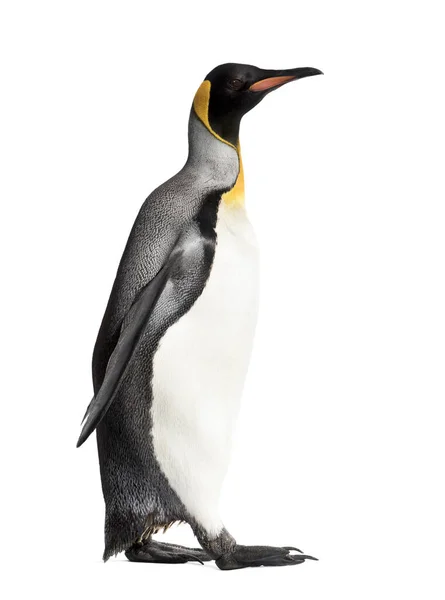 Вид Сбоку Прогуливающегося Королевского Пингвина Изолированного Белом — стоковое фото