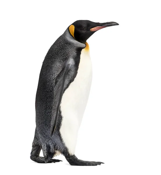Vista Laterale Pinguino Che Cammina Isolato Bianco — Foto Stock