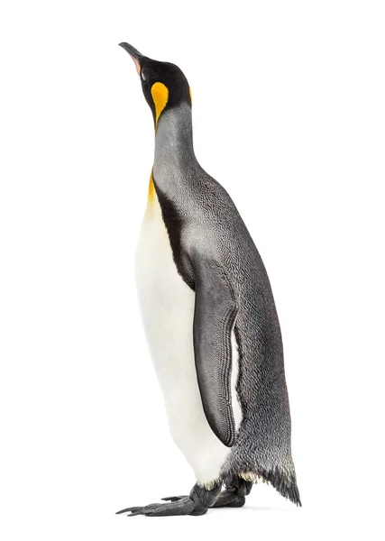 Король Пінгвін Стоїть Перед Білим Тлом — стокове фото