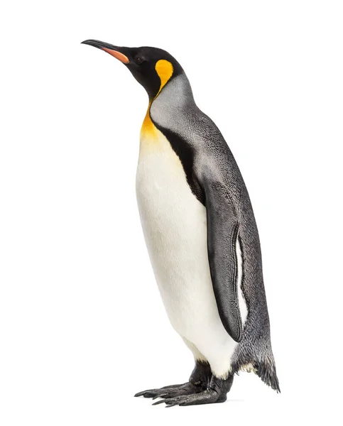 King Penguin Standing Front White Background — Stock Photo, Image