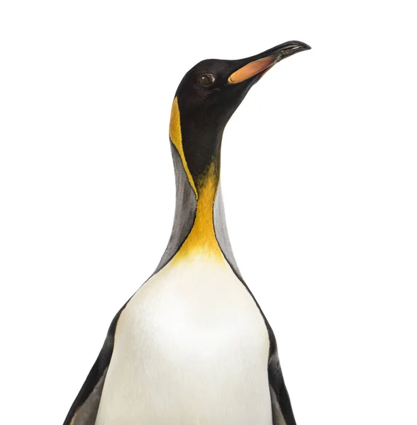 Крупним Планом Голова Короля Пінгвіна Ізольовані Білому — стокове фото