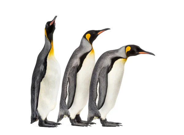 Pingüinos Rey Caminando Fila Aislados — Foto de Stock