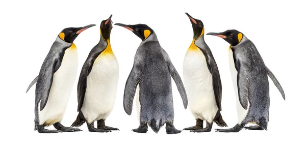 King Penguins Walking Row Isolated — Stock Photo, Image