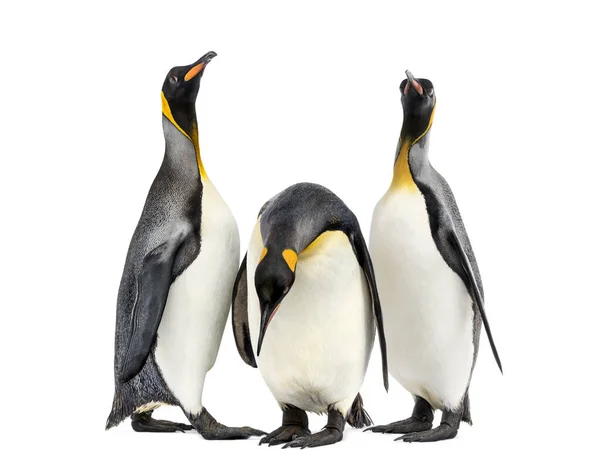 Pingüinos Rey Caminando Fila Aislados —  Fotos de Stock