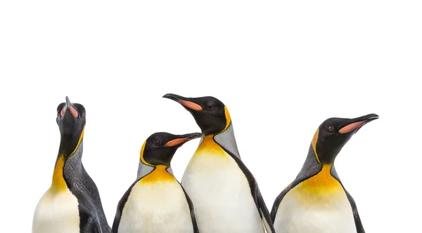 Close Uma Cabeça Pinguim Rei Uma Fileira Isolado — Fotografia de Stock