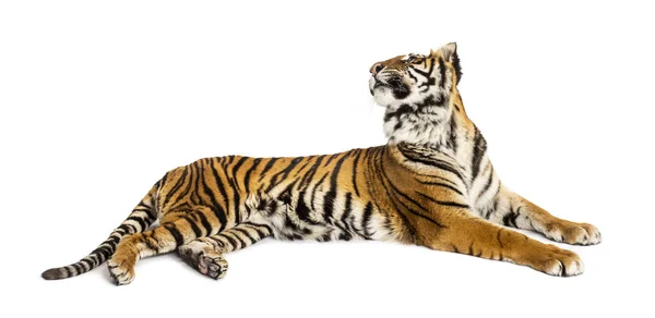 Tiger Liegend Rückwärts Schauend Raubkatze Isoliert Auf Weiß — Stockfoto