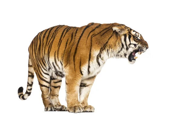 Tygrys Stojący Warczący Duży Kot Odizolowany Białym — Zdjęcie stockowe