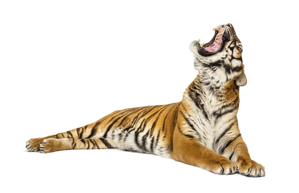 Tigre Acostado Bostezando Gato Grande Aislado Blanco — Foto de Stock