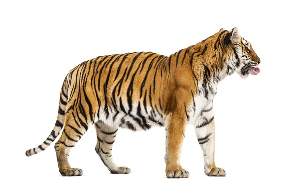 Vista Lateral Tigre Olhando Para Longe Gato Grande — Fotografia de Stock