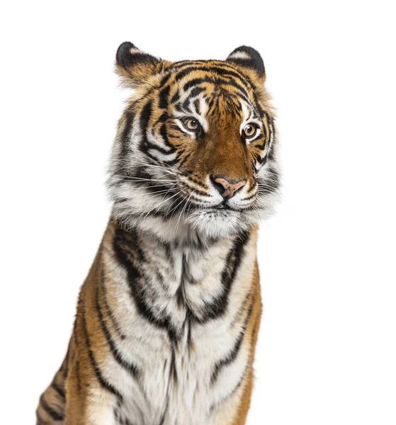 Portrait Tête Tigre Mâle Gros Chat Isolé Sur Blanc — Photo