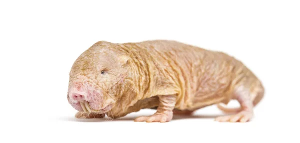 Naakte Molrat Haarloze Rat Geïsoleerd Wihte — Stockfoto