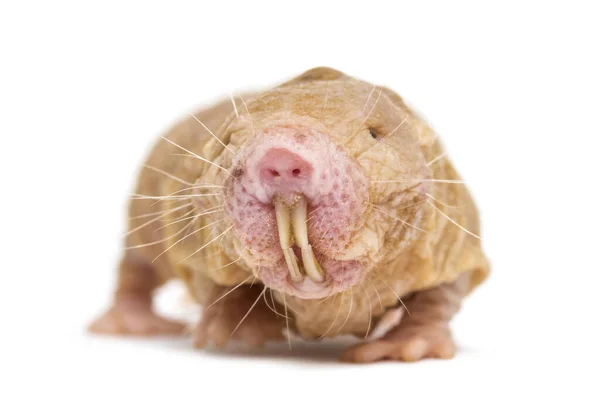 Vorderansicht Einer Nackten Maulwurfratte Haarloser Ratte Isoliert Auf Einer Weide — Stockfoto