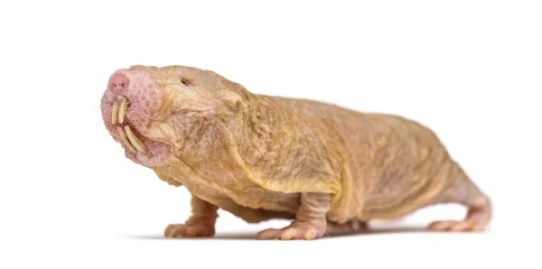 Naked Mole Rat Hairless Rat Isolated Wihte — Stock Photo, Image