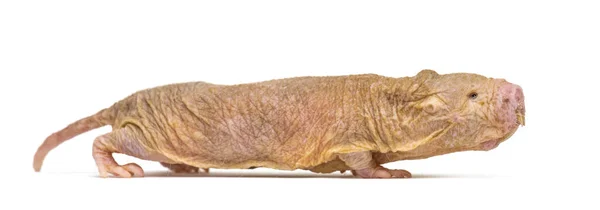 裸のネズミの歩行の側面図 毛のないネズミ 白い上に隔離された — ストック写真
