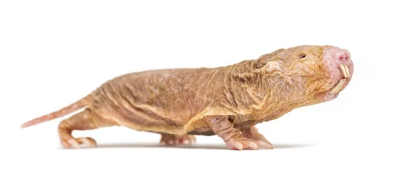 Side View Naked Mole Rat Hairless Rat Isolated Wihte — Stock Photo, Image