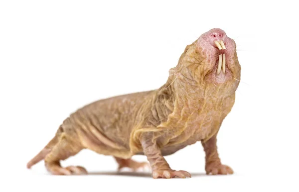 Naked Mole Rat Hairless Rat Isolated Wihte — Stock Photo, Image