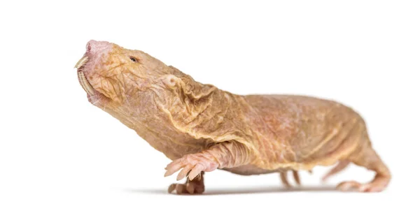 Naked Mole Rat Smelling Looking Hairless Rat Isolated Wihte — Stock Photo, Image
