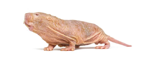 Naked Mole Rat Hairless Rat Isolated Wihte — Stock Photo, Image