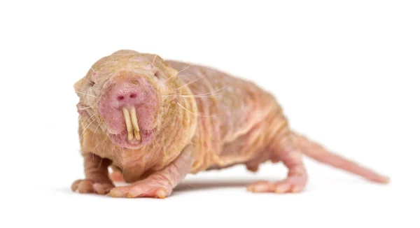 Nackte Maulwurfratte Haarlose Ratte Isoliert Auf Einer Weide — Stockfoto