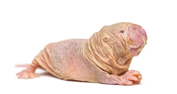 Naked Mole Rat Hairless Rat Isolated Wihte — Stock Photo, Image