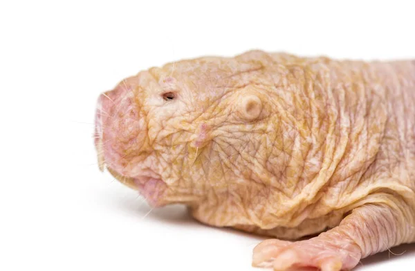 Nackte Maulwurfratte Haarlose Ratte Isoliert Auf Einer Weide — Stockfoto