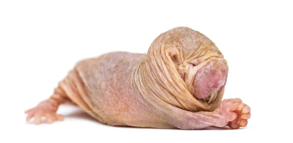 Naked Mole Rat Hairless Rat Isolated Wihte — Stock Photo, Image