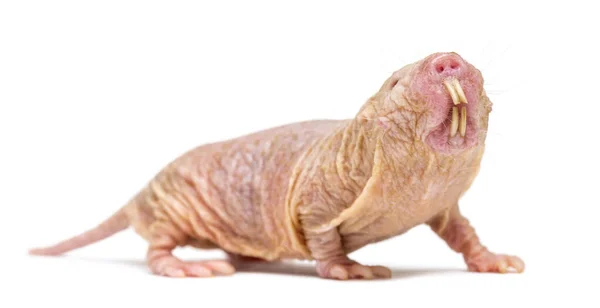 Naked Mole Rat Hairless Rat Isolated Wihte — Stock Photo © lifeonwhite