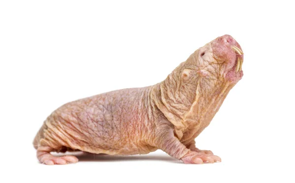 Naakte Molrat Haarloze Rat Geïsoleerd Wihte — Stockfoto