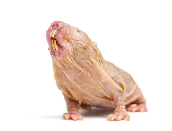 Naakte Molrat Haarloze Rat Geïsoleerd Wihte — Stockfoto